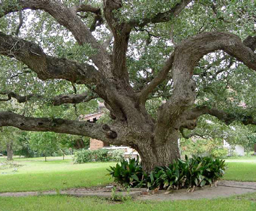 Kyle Auction Oak-recent